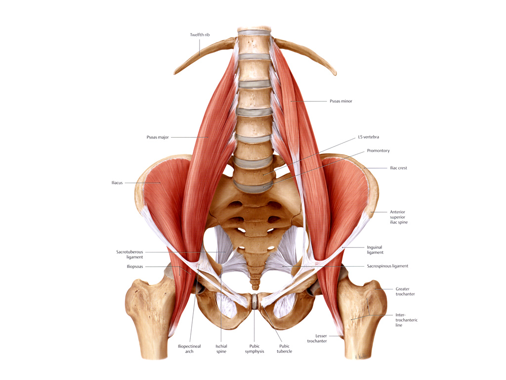 Građa i funkcija zgloba i mišićno-koštanog sustava - PLIVAzdravlje