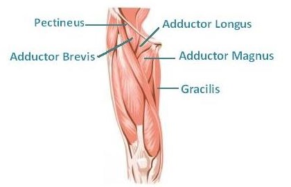 Anatomija unutarnjih bedara (aduktori)