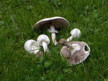 Pečurka