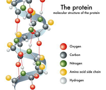 protein