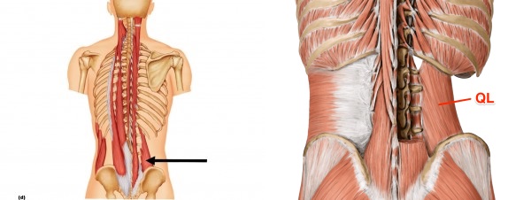 quadratus lumborum