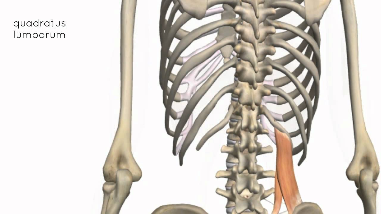 quadratus lumborum