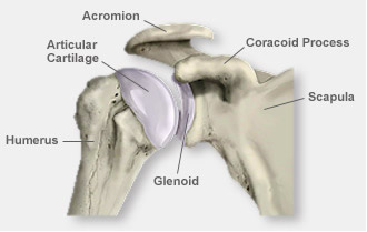rame zglobovima u mišićima