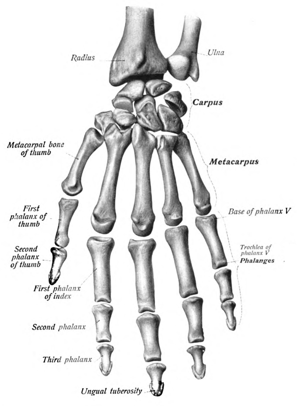 zglobovi i mišići u prstima