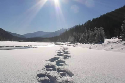 Snowshoeing
