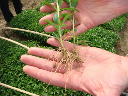 Stevia