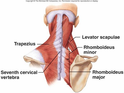 Trapezius