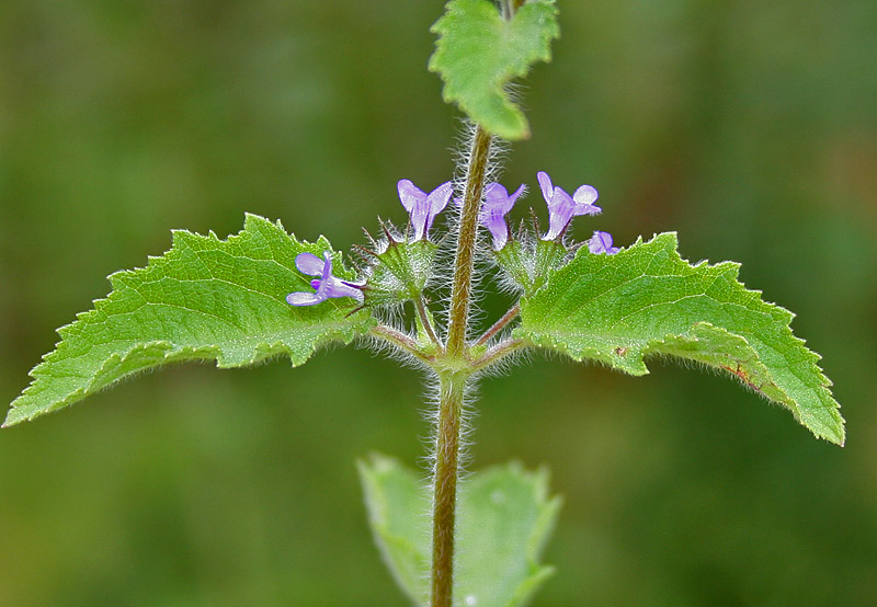 tulsi