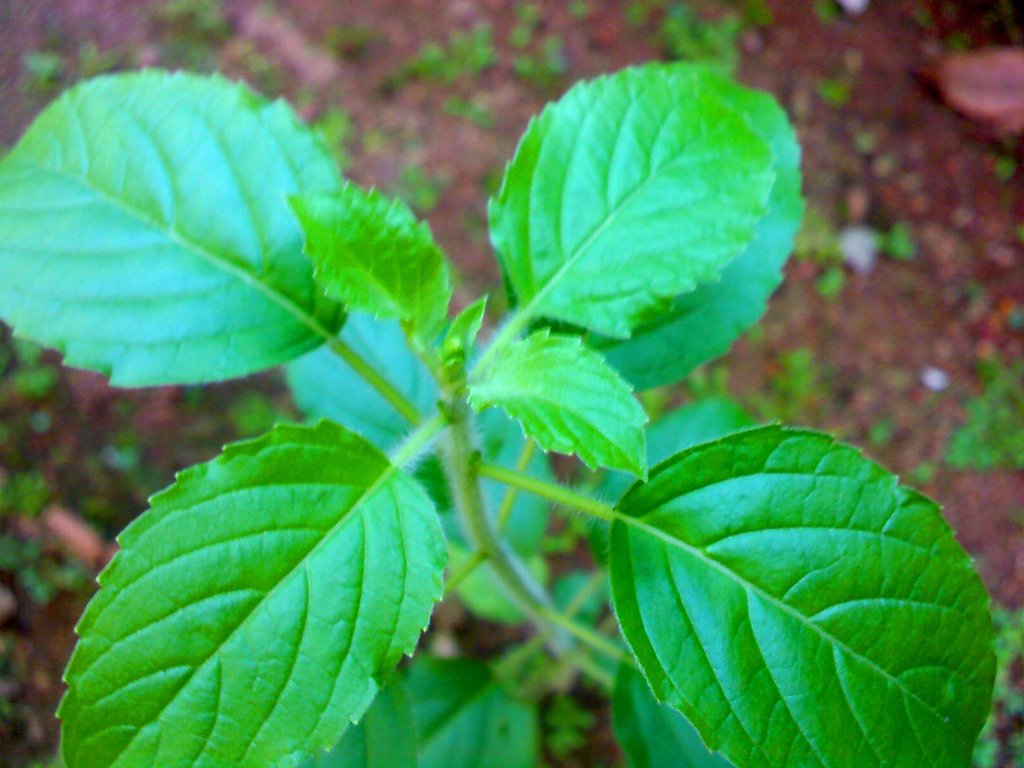 tulsi