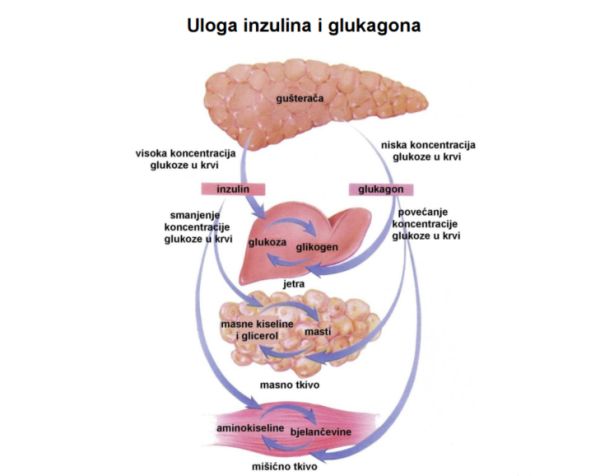 Uloga inzulina i glukagona